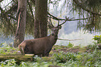 standing Red Deer