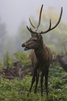 standing Red Deer