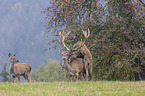 standing Red Deer