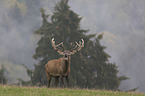 standing Red Deer