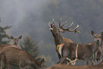 Red deer in the mist