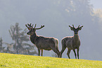 standing Red Deer