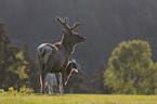 standing Red Deer