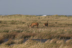 Red Deer on the Dar
