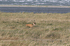 Red Deer on the Dar