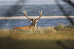 Red Deer on the Dar