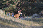 standing Red Deer
