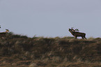 standing Red Deers