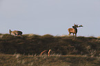 standing Red Deers