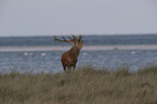 standing Red Deer