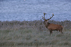 standing Red Deer