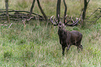 walking Red Deer
