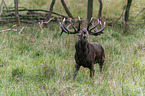 walking Red Deer