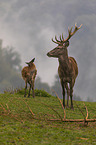 red deer