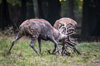 fighting Red Deers