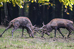 fighting Red Deers