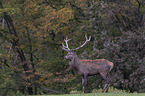 standing Red Deer