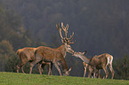 standing Red Deers