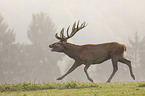 running Red Deer