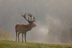 standing Red Deer