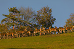 Red Deers