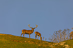 standing Red Deers