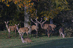 Red Deers
