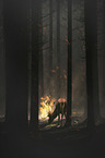 Red Deer