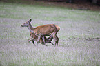 Red Deers