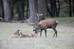 Red Deers
