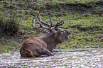 lying Red Deer