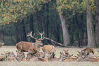 Red Deers