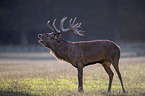 standing Red Deer