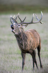 standing Red Deer