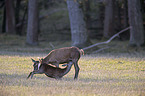 standing Red Deers