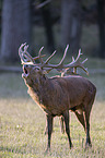 standing Red Deers
