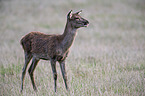 standing Red Deer