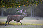 walking Red Deer