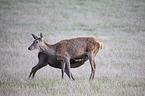 standing Red Deers