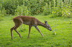 Roe Deer