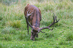 standing Red Deer