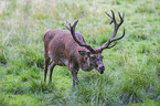 walking Red Deer