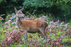 standing Red Deer