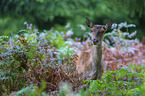 Red Deer portrait