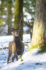 Red Deers
