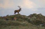 Red Deers