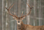 Red Deer portrait