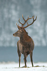 standing Red Deer