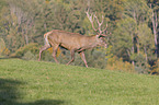 walking Red Deer