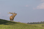 standing Red Deer